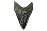 Serrated, Fossil Megalodon Tooth - South Carolina #168936-1
